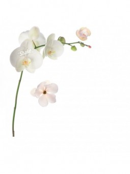 Osvežilec za sesalec Velvet- Shake