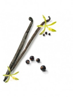 Osvežilec za sesalec Vanilla & Black Currant - Shake