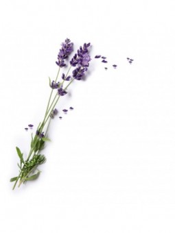 Osvežilec za sesalec Levander - Shake