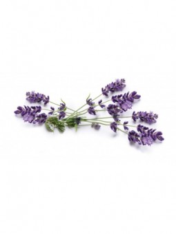 Osvežilec za avto Levander - Shake